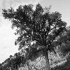 Albero - Parco Archeologico di Vulci (VT)